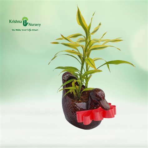 Lucky Bamboo Plant with Duck Pot