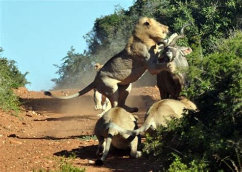 【狮口脱险】瞬间抓拍南非羚羊腾空一跃逃出群狮包围_华闻周刊_新浪博客