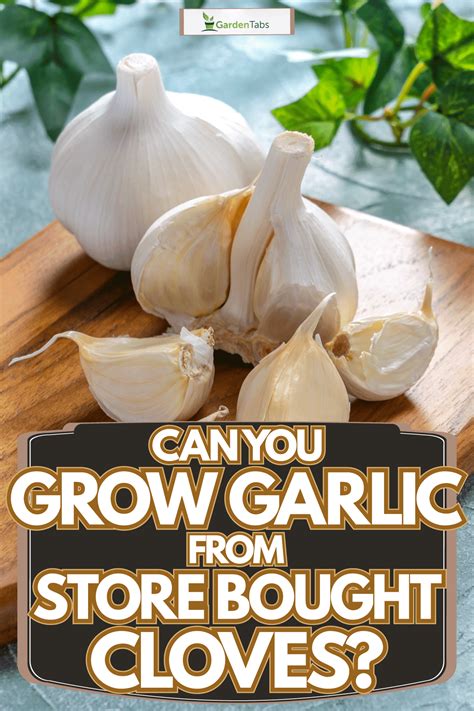 Can You Grow Garlic From Store Bought Cloves?