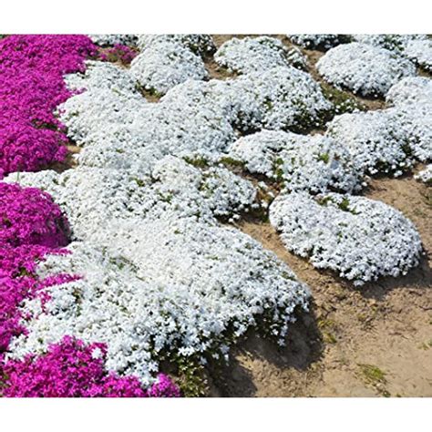 2000+ White Creeping Thyme Seeds for Planting Thymus Serpyllum ...