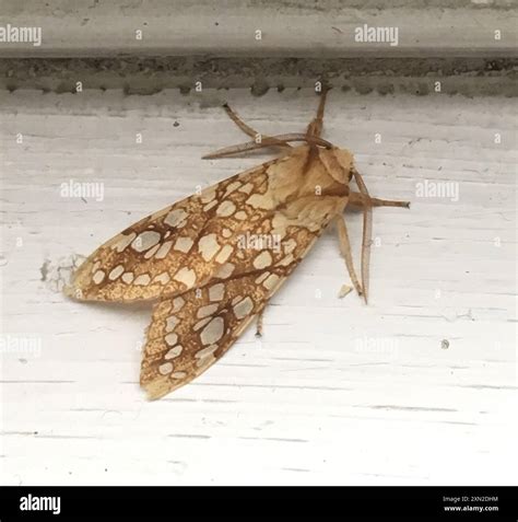 Hickory Tussock Moth (Lophocampa caryae) Insecta Stock Photo - Alamy