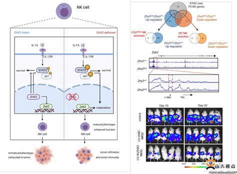 基础医学院马春红教授团队最新研究成果在The Journal of Experimental Medicine发表-实验畸形学教育部重点实验室