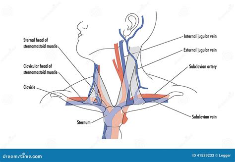 Blood vessels of the neck stock vector. Illustration of structures - 41539233