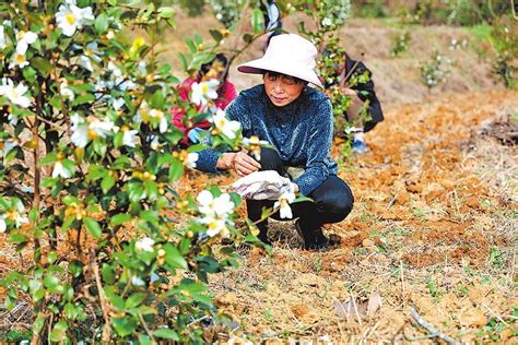 焦点访谈：“谁破坏谁修复！” 整治毁林种茶 守住绿水青山