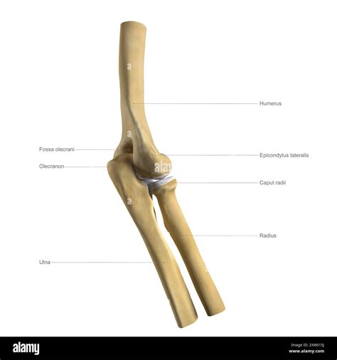 Labelled illustration of the human elbow bones, lateral view (side ...
