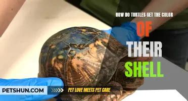 Image result for How to Fix a Turtle Shell