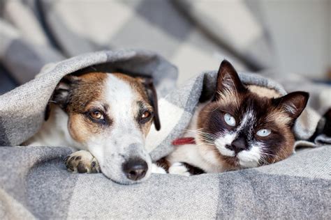 Here's How to Humanely Keep Your Dog out of the Litter Box