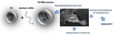 mRNA Technology and Mucosal Immunization