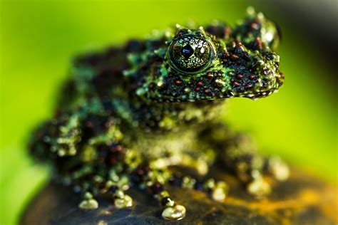 Image result for vietnamese mossy frog