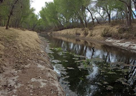 San Pedro River Valley Trees
