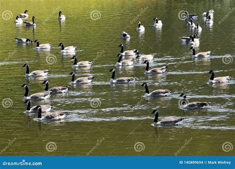 Flock of Geese stock photo. Image of pond, outdoor, grey - 140809694