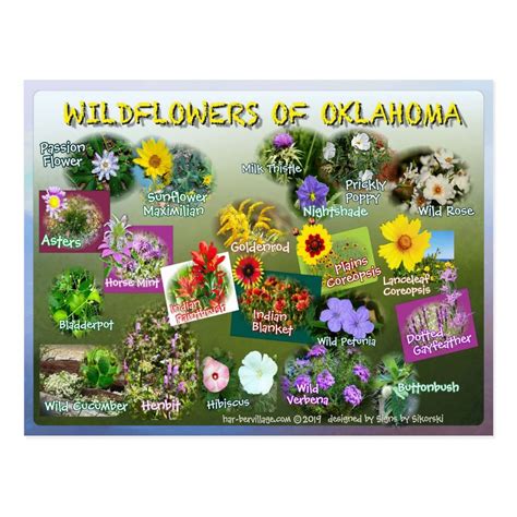 wildflowers of Oklahoma postcard 19r | Zazzle | Wild flowers, Anemone ...