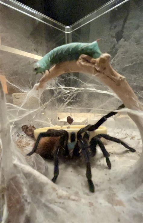 Well the hornworm crawled up and away to safety 😂 : r/tarantulas