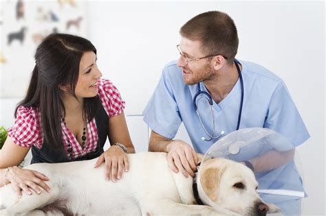 Berkeley Heights Animal Hospital: Post-operative Care Tips for Pet Owners