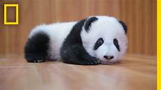 Panda Image by Raising Pandas It S Complicated National Panda Image