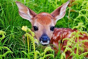 Image result for Spring Baby Animals Playing