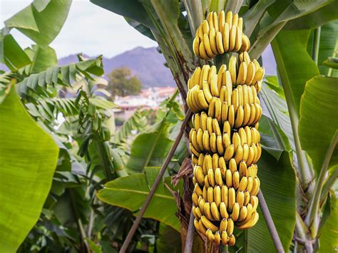 Wild Banana Vs Cultivated Banana