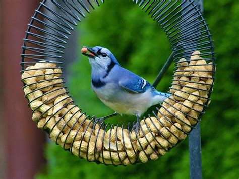 What Birds Eat Whole Peanuts And Attract More Than Just Squirrels