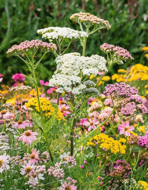 The Symbolism Behind 12 Popular Wildflowers and Their Meanings | Bigger ...