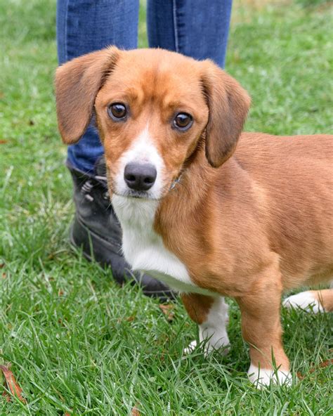 Beagle Mixed With Dachshund