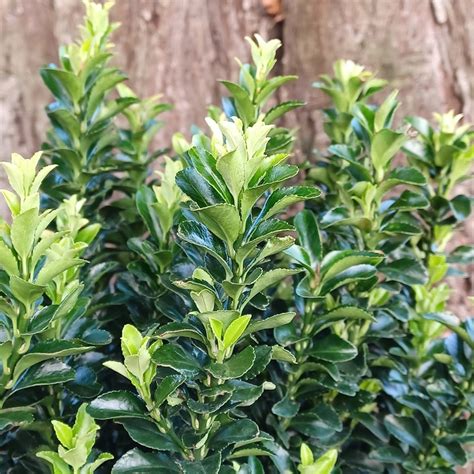 Buy Japanese euonymus Euonymus japonicus 'Green Rocket': Delivery by ...