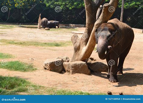 Indian Elephant Eating His Food in Zoological Gardens Stock Photo ...