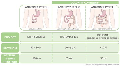 The Bowel Anatomy
