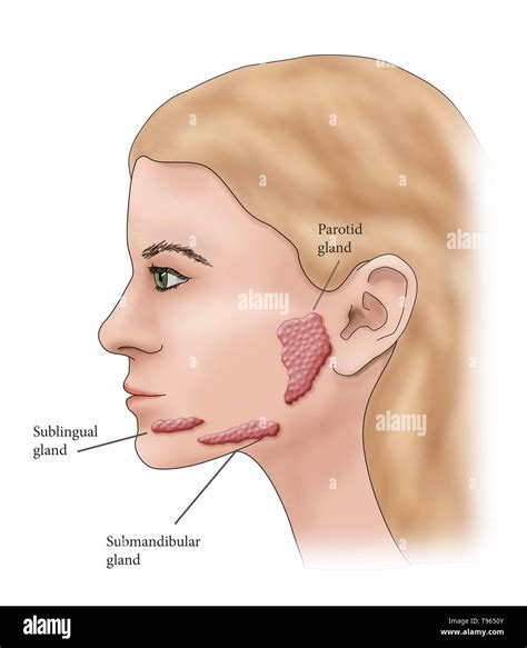 Salivary glands hi-res stock photography and images - Alamy