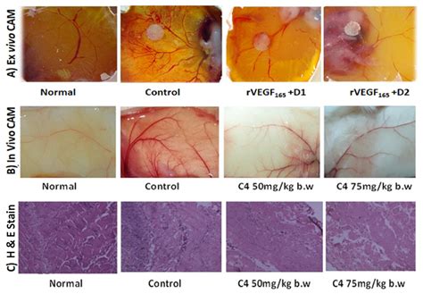 Novel Benzimidazole Derived Imine Ligand and Its Co(III) and Cu(II ...
