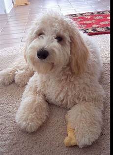 16 new goldendoodle haircut guide pictures meowlogy pin by nancy epright on puppies cute dogs goldendoodle puppy goldendoodle 16 new goldendoodle haircut guide pictures meowlogy pin by nancy epright on puppies cute dogs goldendoodle puppy goldendoodle