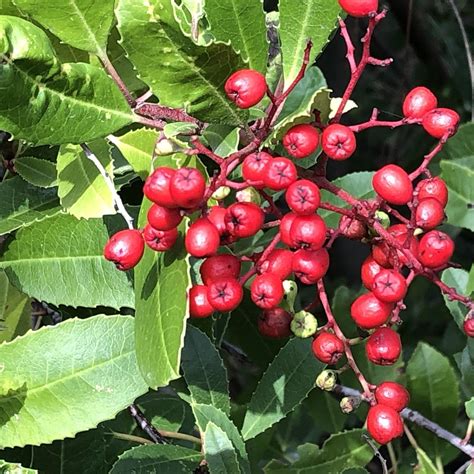 Toyon | en.wikipedia.org/wiki/Heteromeles A native coastal s… | Flickr