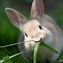 Image result for Cute Black Baby Bunny Rabbits