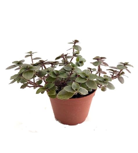 Turtle Vine (Callisia Repens) | TheGreenyard.in