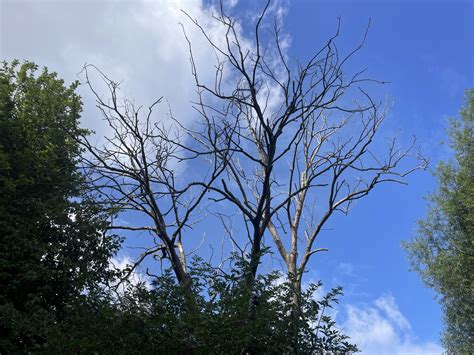 St Nicks - Upcoming Tree Works on St Nicks Nature Reserve
