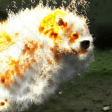 Exploding Dogs Song 的图像结果