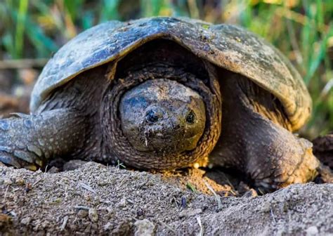 Image result for Snapping Turtle Cleaning