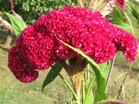 Giant Cockscomb Flower | Flowers: Exotic blossoms | Pinterest | Flower ...