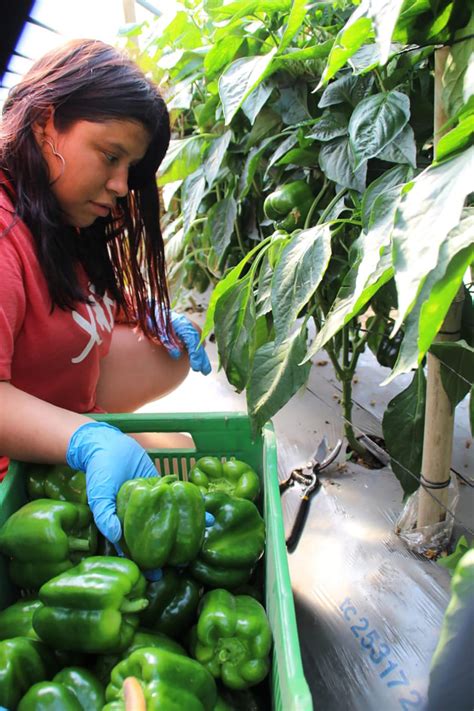 Trabajadoras en planta de postcosecha de pimientos verdes