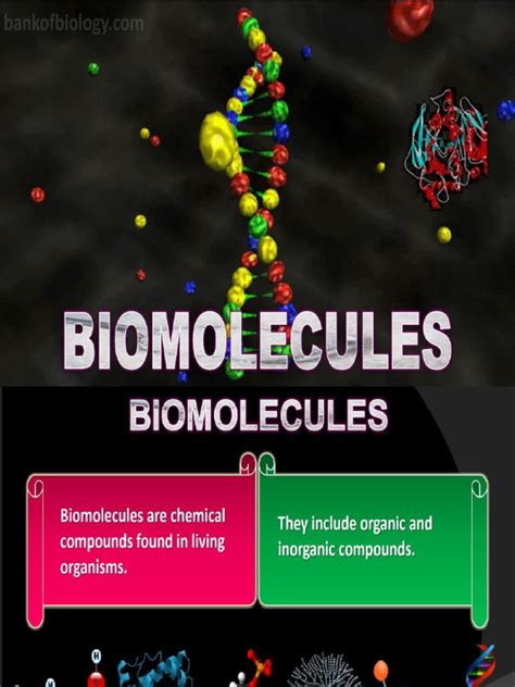 Image result for Biomolecules Explained