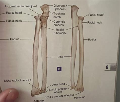 Head Of Ulna