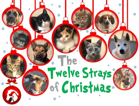 Adoptable Cats | Humane Society of Wickenburg