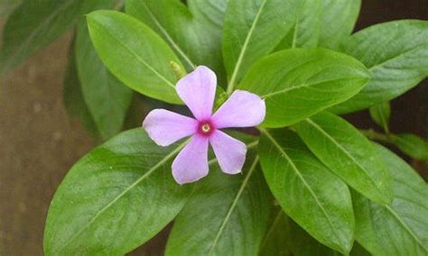 Unlocking the Healing Powers of sadabahar flower