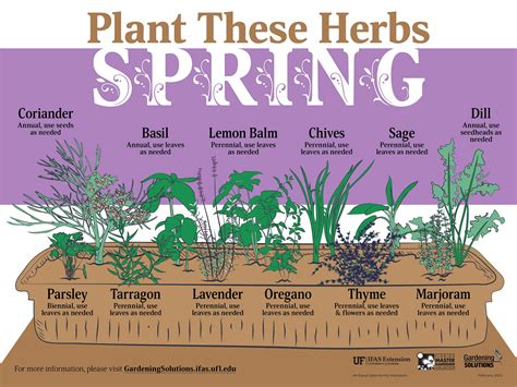 Growing herbs for the first time? UF/IFAS expert offers beginners tips to getting started - News