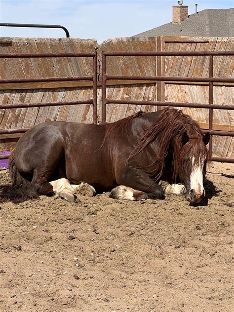 Harry — Timber Creek Veterinary Hospital
