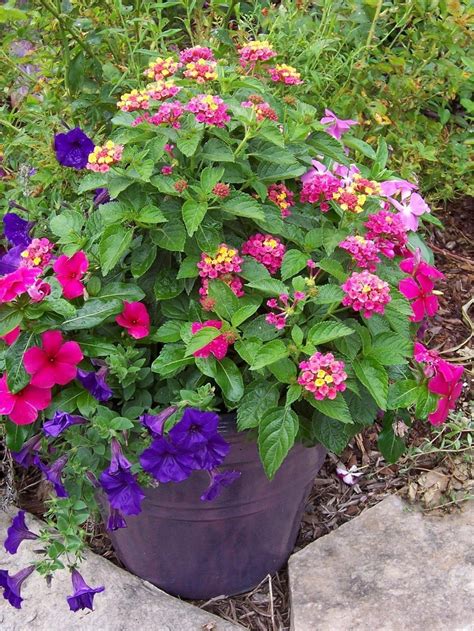 25 Most Beautiful Container Garden Combination Ideas You'll Love ...
