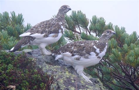 Ptarmigan | Arctic, Ground-Dwelling, Game Bird | Britannica