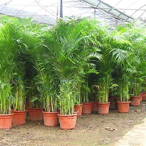 Best Areca Palm Plants Nurseries Near To Me Shop Now In Kadiyam India ...