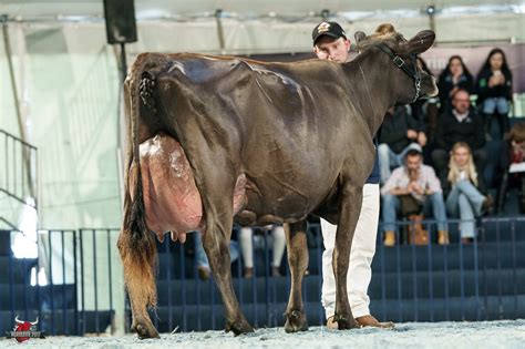 Jersey | Jersey cattle, Breeds, Dairy cows