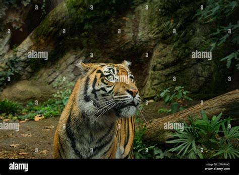 Close up view of striped African Tiger in wild ecosystem,Wildlife ...
