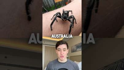 Why insects in Australia can grow larger than elsewhere